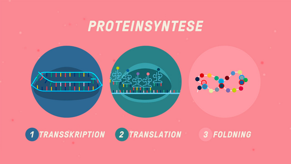 KG proteinsyntese